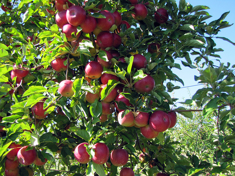 Apples (Arunachal Pradesh)